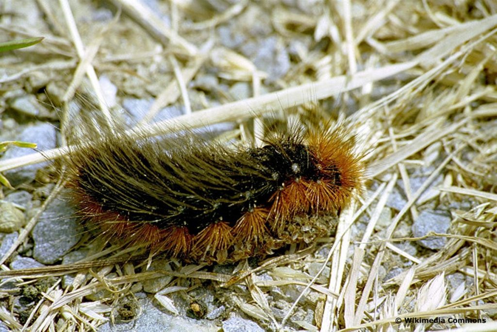 Wegerichbär, schwarze Raupe