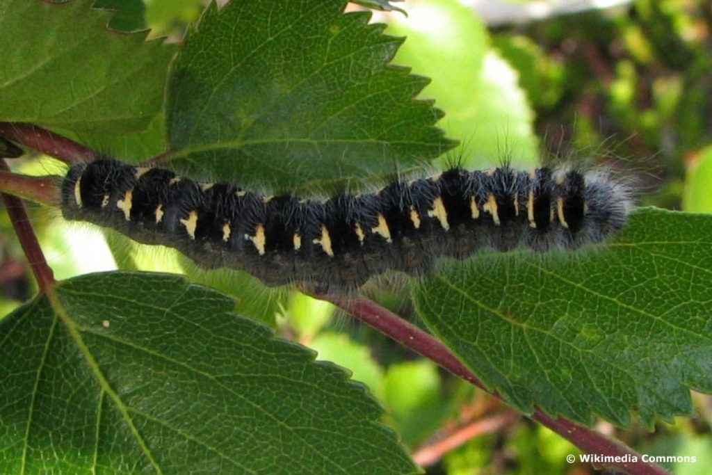 Weißdornspinner, schwarze Raupe