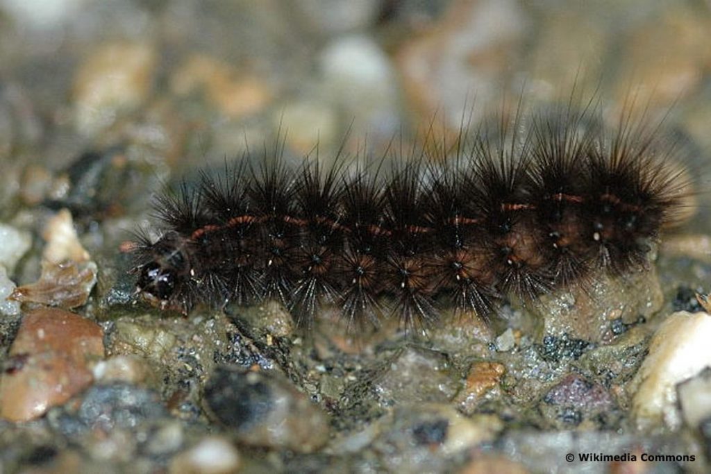 Weiße Tigermotte, schwarze Raupe