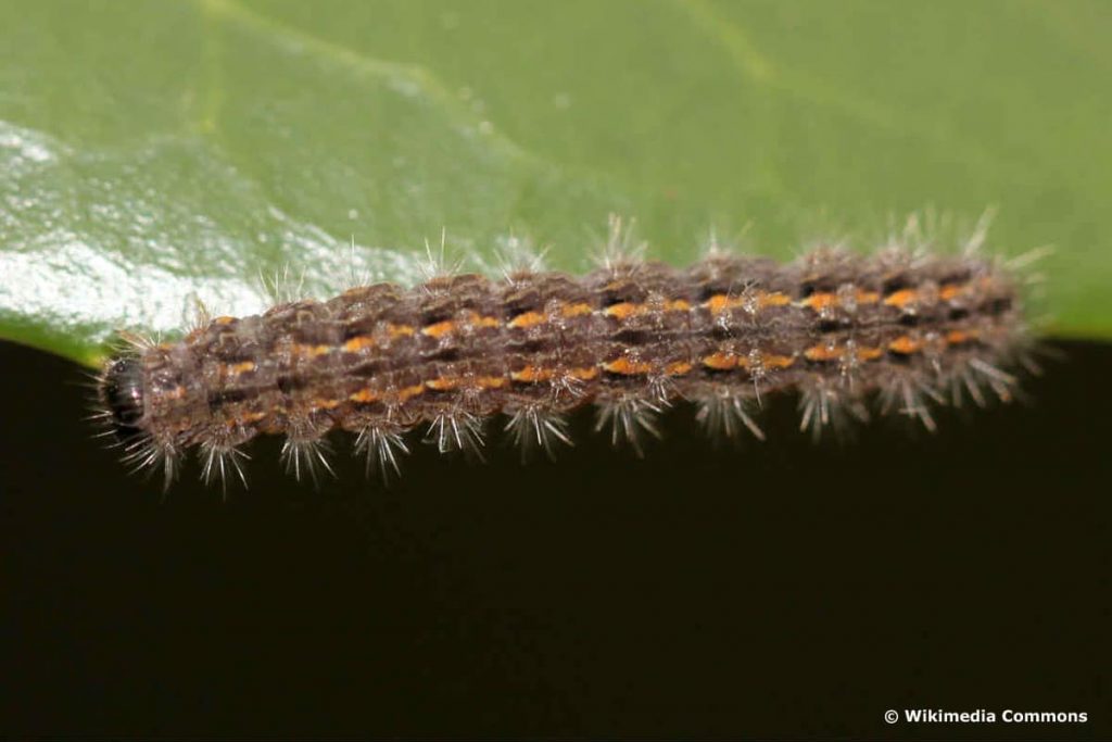 Weißgraues Flechtenbärchen, Raupen im Juli