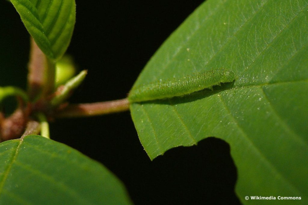 Zitronenfalter Schmetterlingsraupe