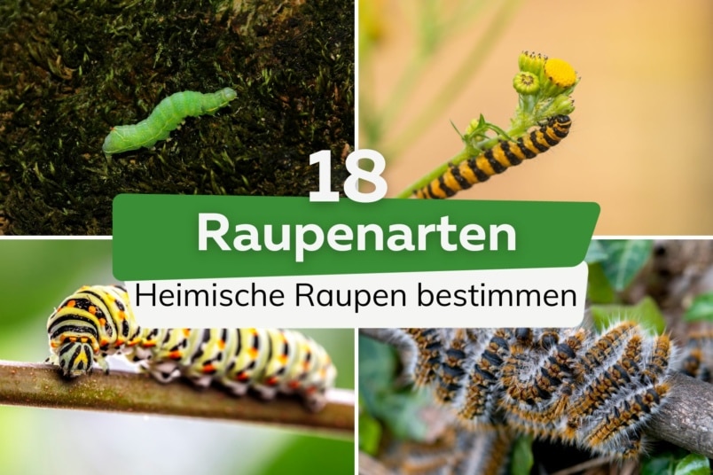 Raupen bestimmen: 18 heimische Raupenarten