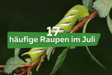 Raupen im Juli - Titel