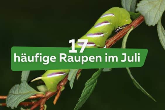 Raupen im Juli - Titel