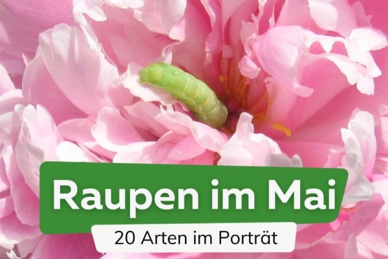 Raupen im Mai: 20 häufig auftretende Arten