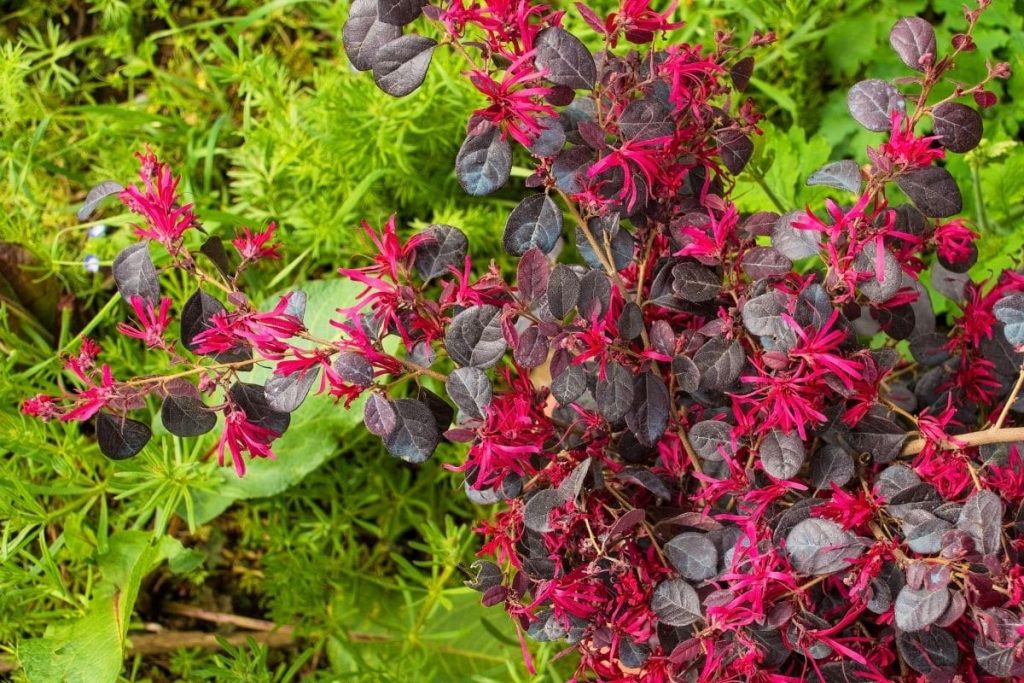 Riemenblüte, Rote Blätter