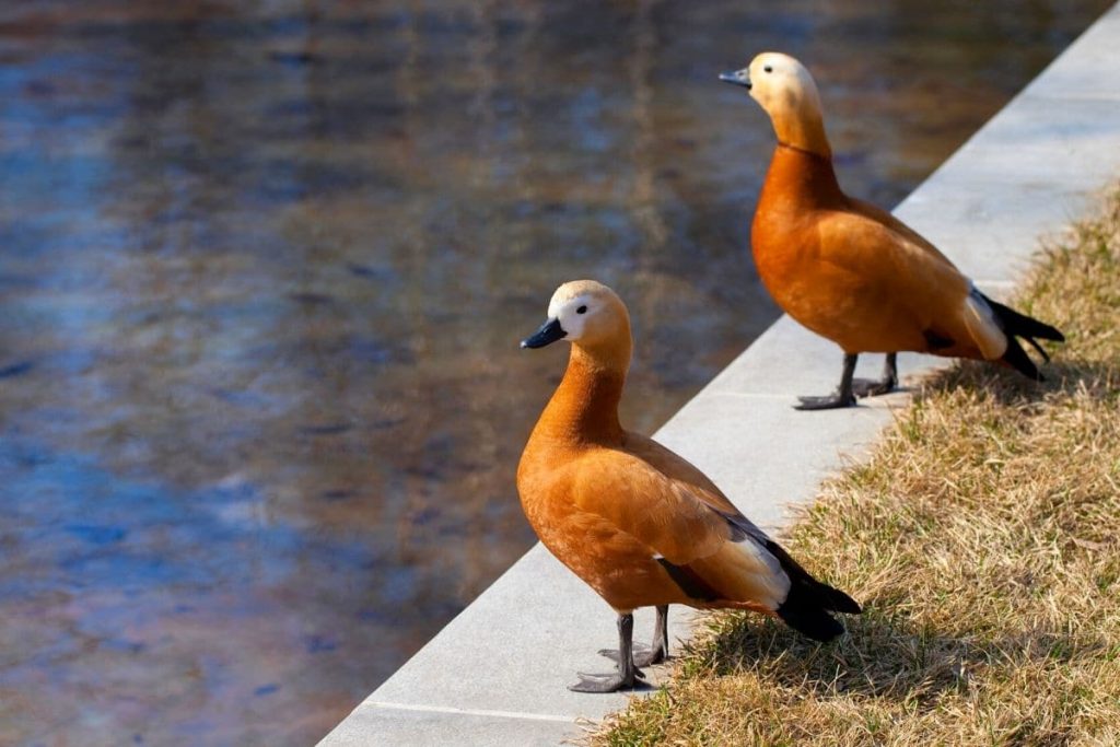 Rostgans, Vögel mit rotem Bauch