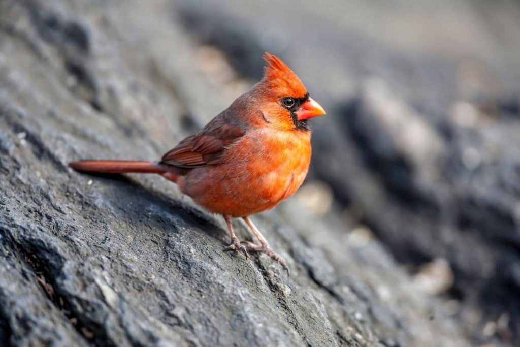 Roter Kardinal, Vögel mit roter Haube