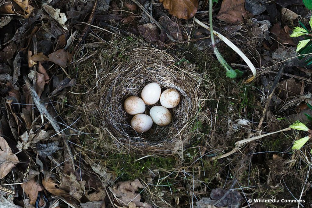 Rotkehlchen Nest