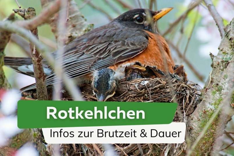 Rotkehlchen: Infos zur Brutzeit & Dauer