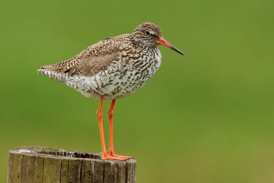 Rotschenkel, Vögel mit rotem Schnabel