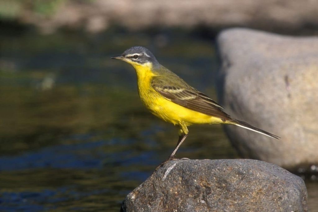 Schlafstelze, Vögel mit gelbem Bauch