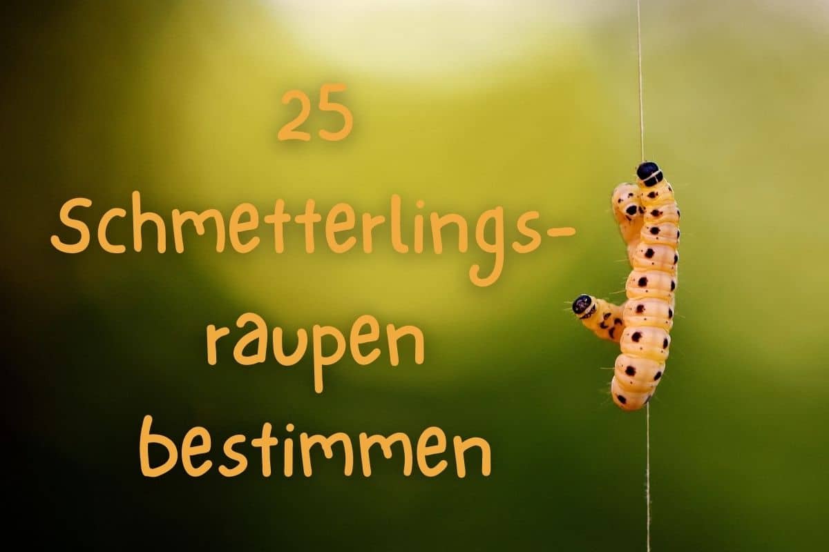 Schmetterlingsraupen bestimmen - Titel