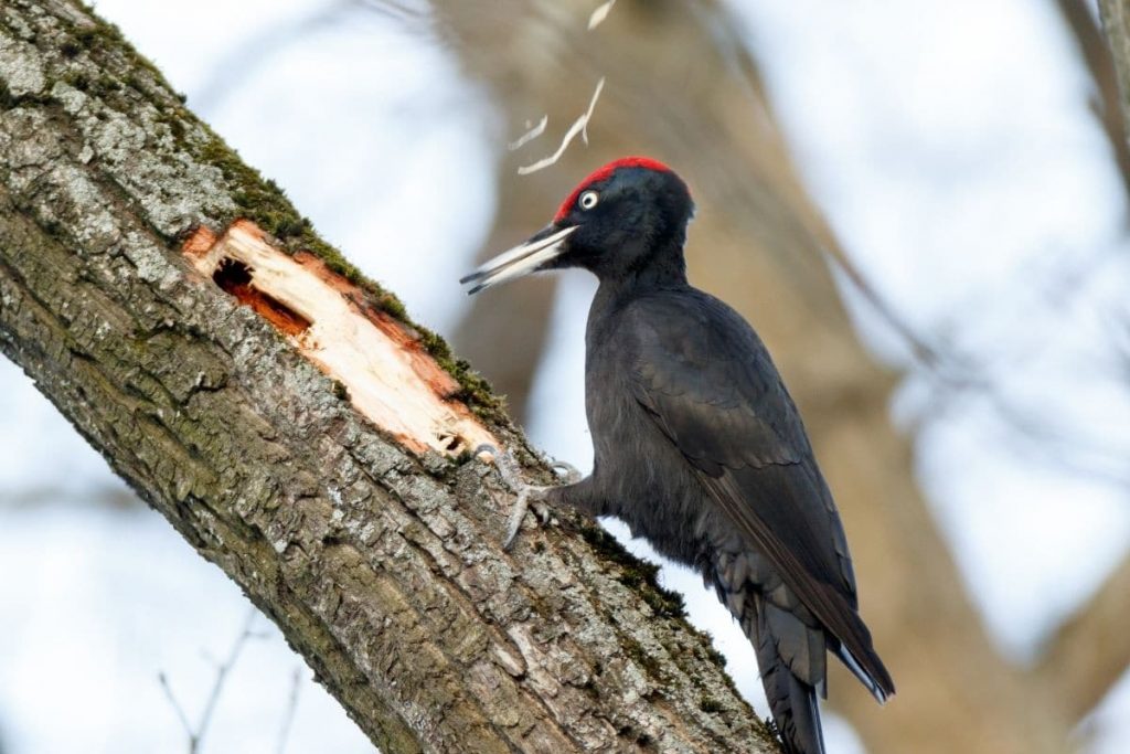 Schwarzspecht, Vögel mit roter Haube