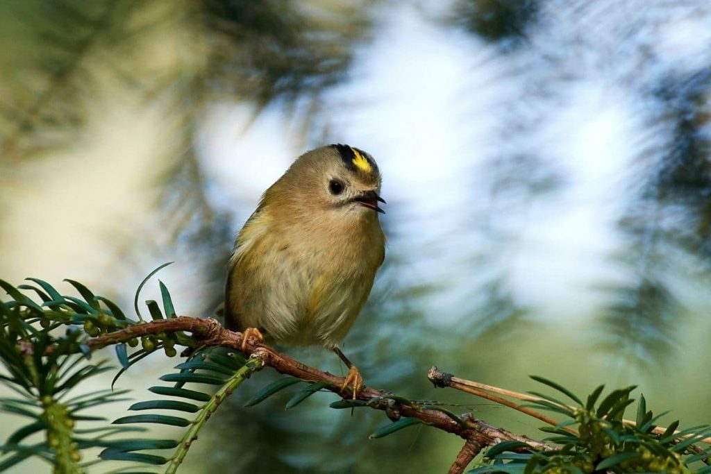 Sommergoldhähnchen, Vögel mit gelbem Kopf