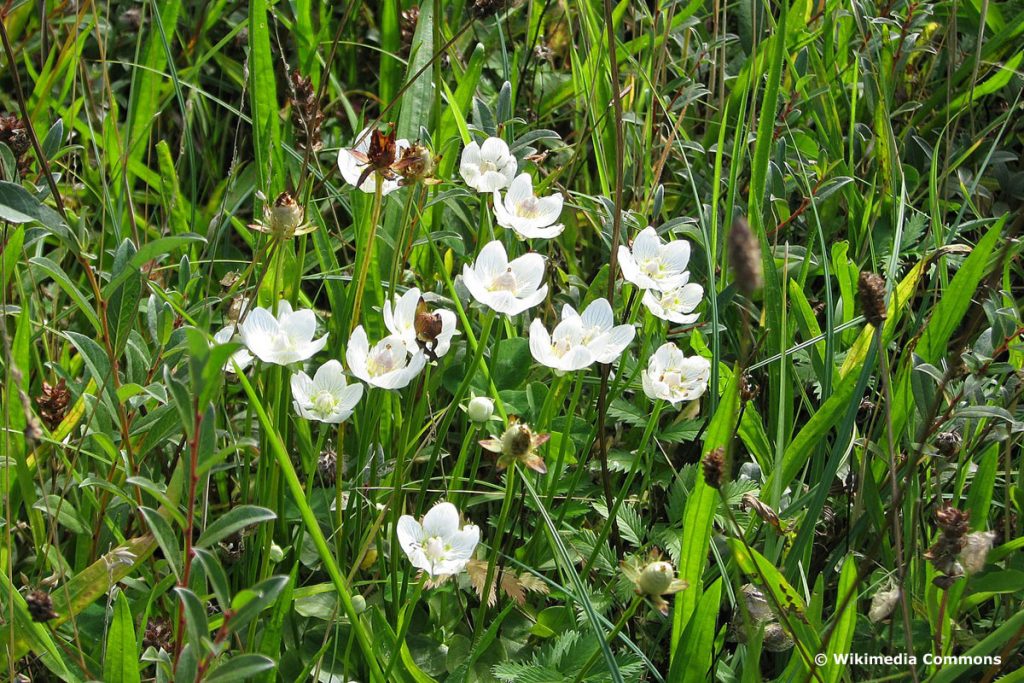 Sumpf-Herzblatt, weiße Wiesenblume