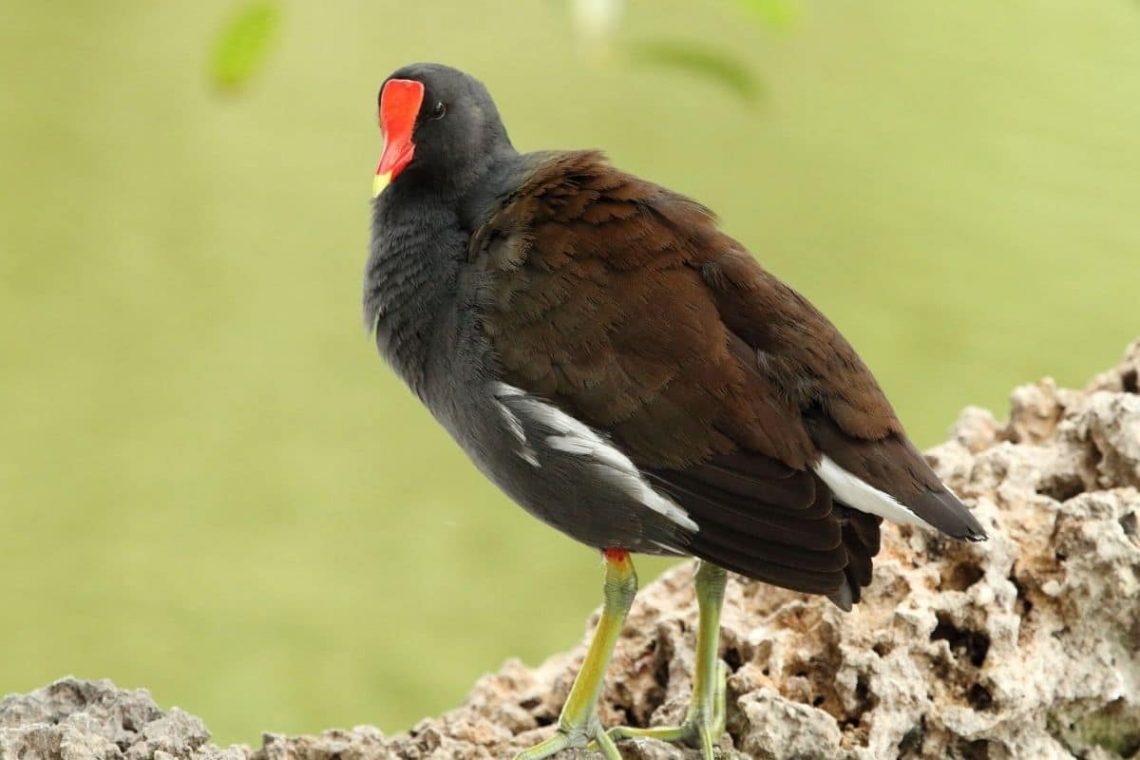 Teichralle, Vögel mit Rotem Schnabel