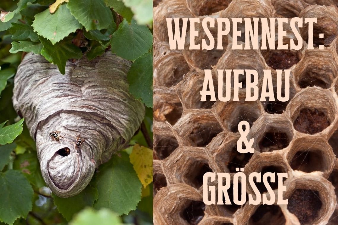 Aufbau Wespennest - Titel