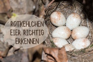 Rotkehlchen Eier erkennen - Titel