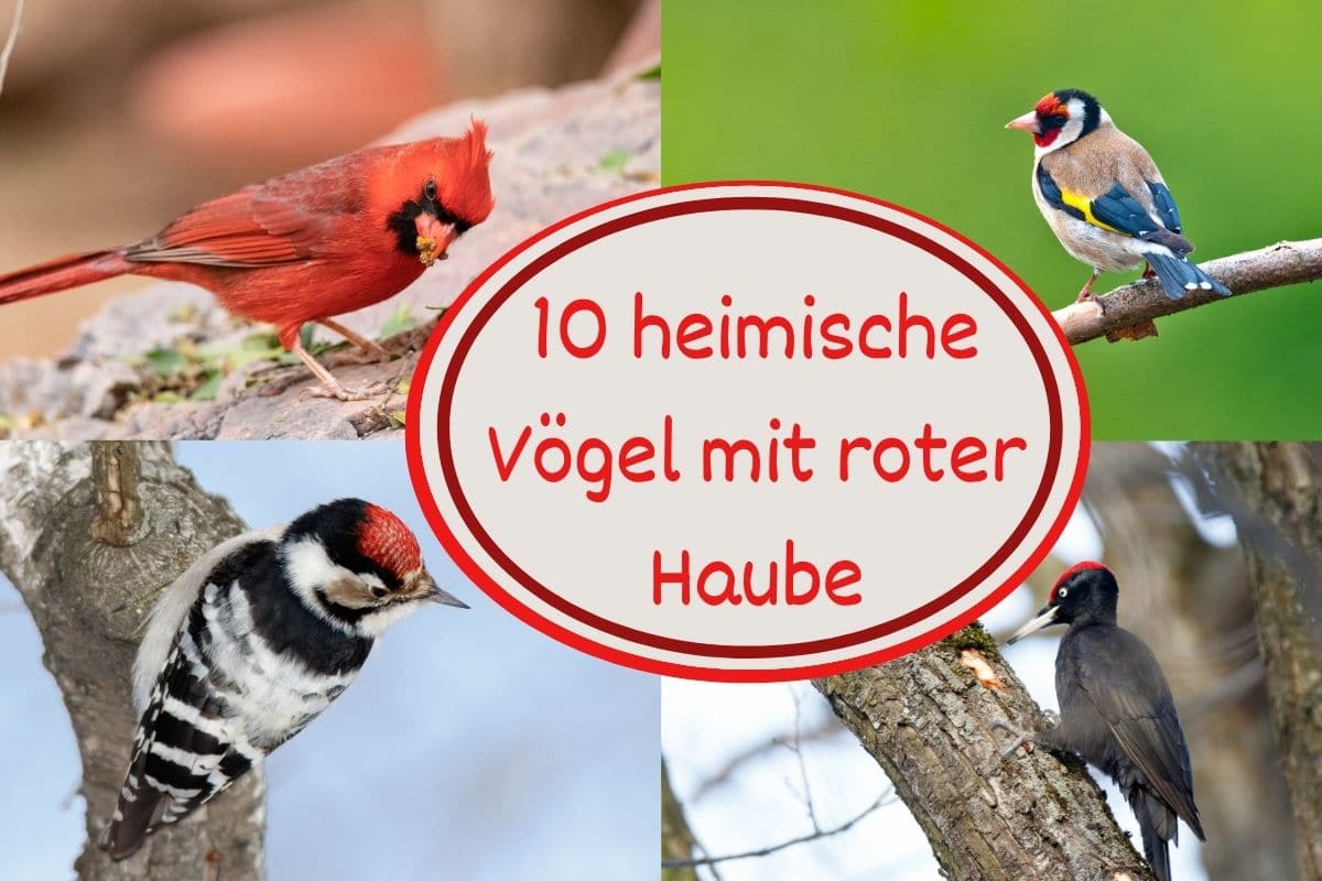 Vögel mit Roter Haube - Titel