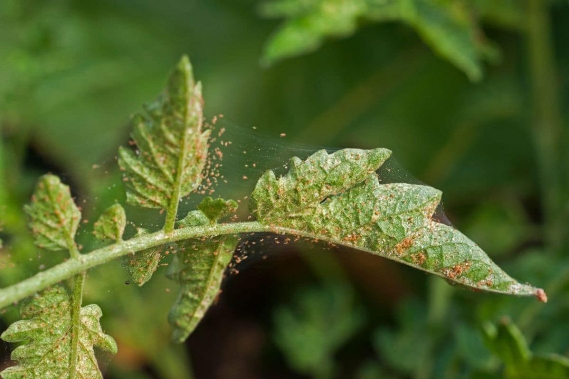 Spinnmilben an Tomaten