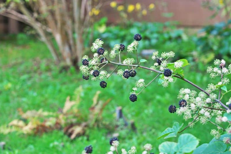 Udo (Aralia cordata)