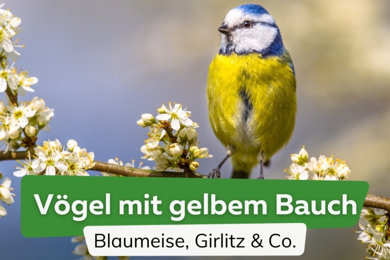 Vögel mit gelbem Bauch/Brust: 15 heimische Arten