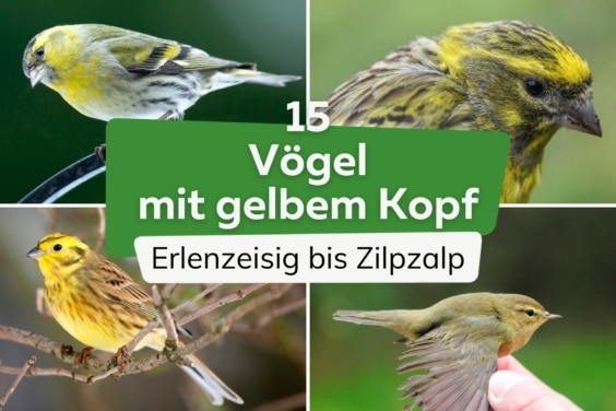 Vögel mit gelbem Kopf: 15 heimische Arten