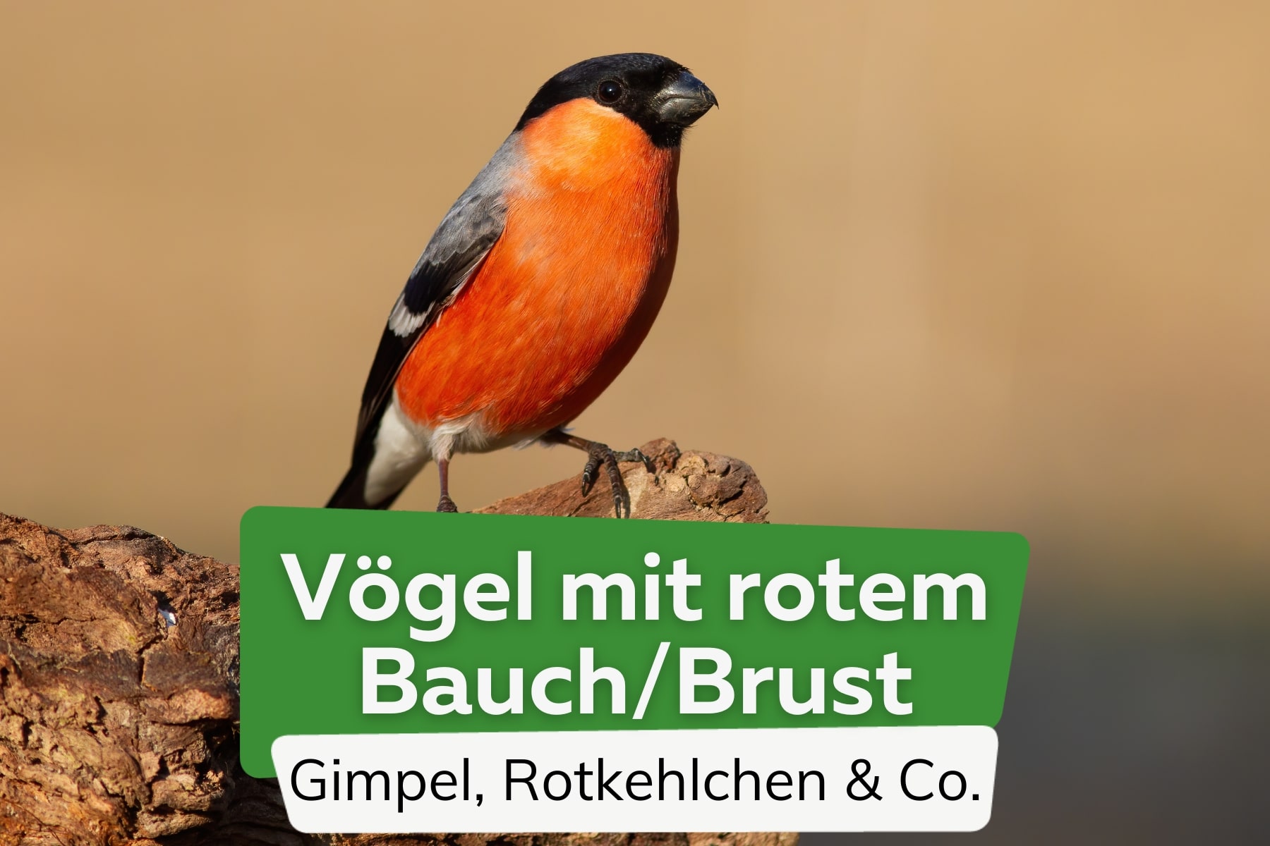 Vögel mit rotem Bauch/Brust: 12 heimische Arten