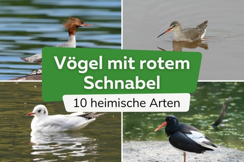 Vögel mit rotem Schnabel: 10 heimische Arten