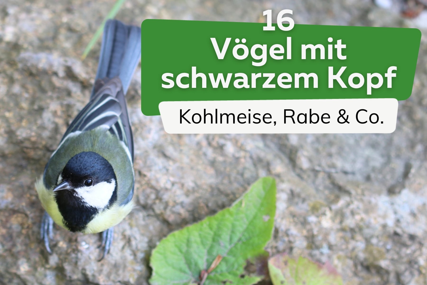 Vögel mit schwarzem Kopf: 16 heimische Arten