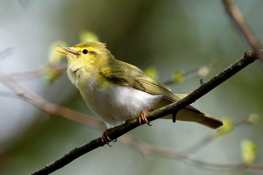 Waldlaubsänger, Vögel mit gelbem Kopf