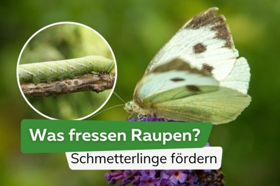 Was fressen Raupen am liebsten? | Raupen fördern