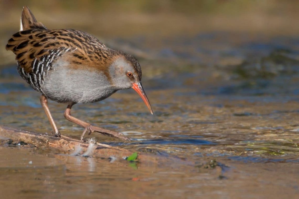 Wasserralle, Vögel mit rotem Schnabl