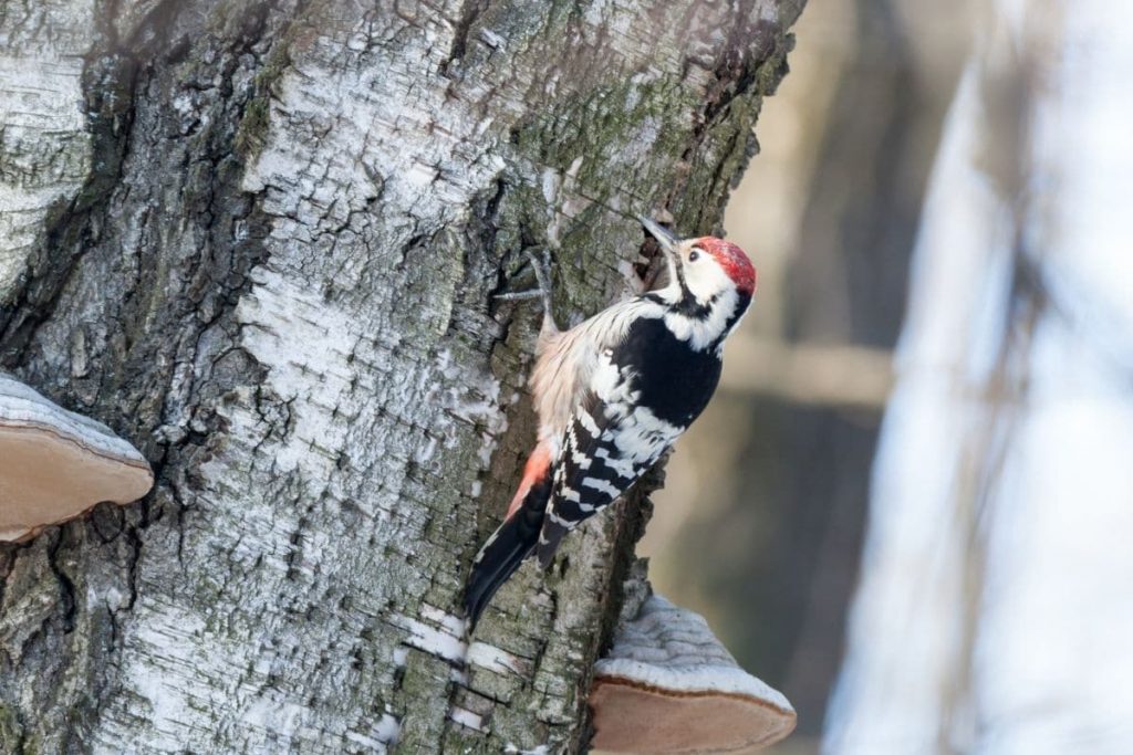 Weißrückenspecht, Vögel mit roter Haube