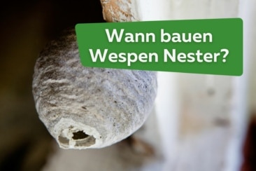 Wespennest Bauzeit: wann bauen Wespen Nester?