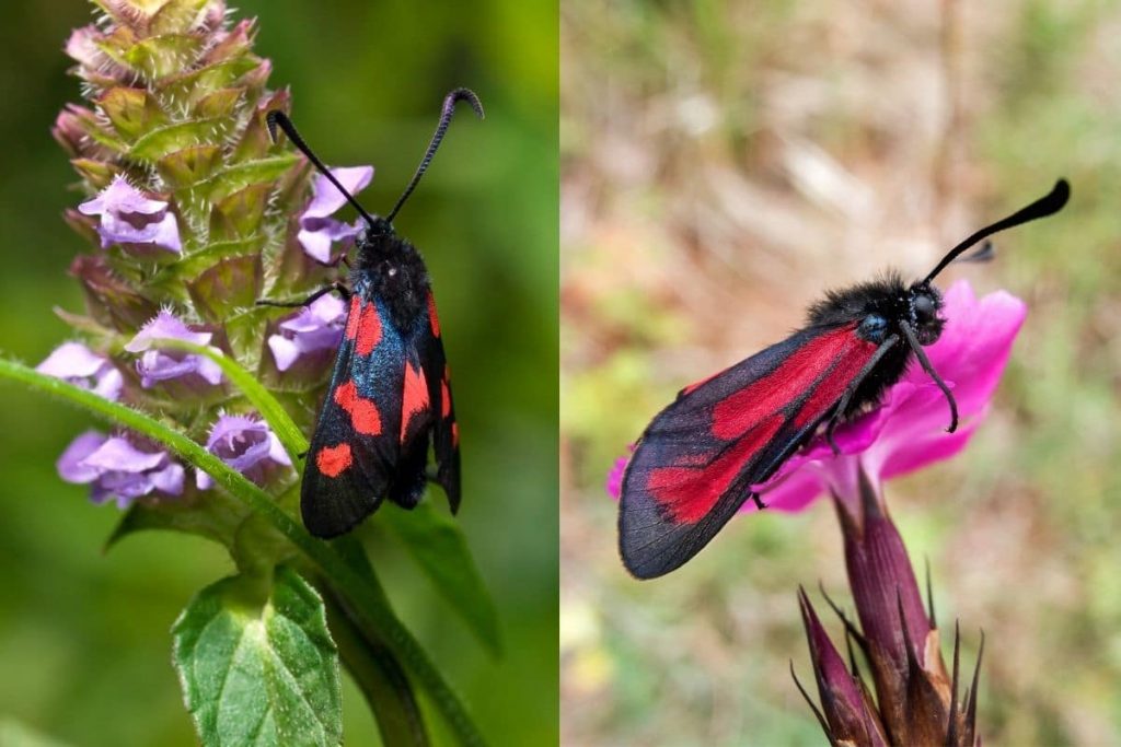 Sumpfkleehorn-Widderchen und Thymian-Widderchen; Nachtfalter-Arten