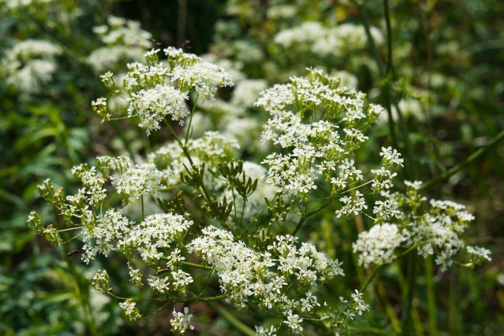 Wiesen-Kerbel - Anthriscus sylvestris