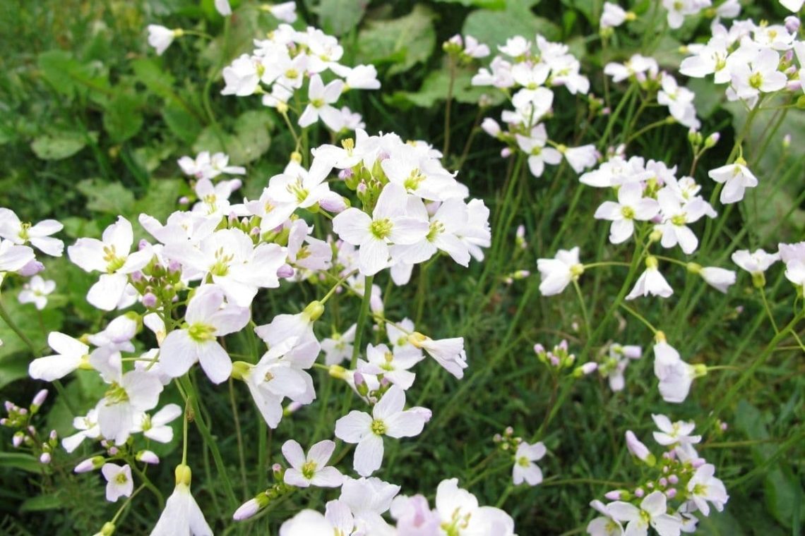 Wiesenschaumkraut