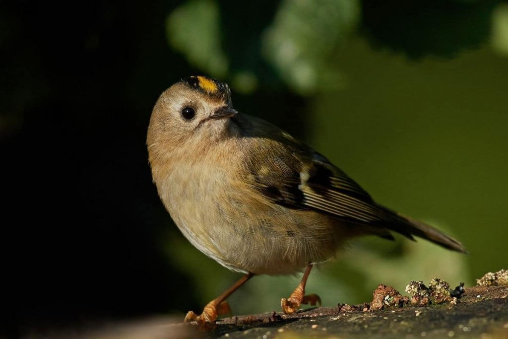 Wintergoldhähnchen, Vögel mit gelbem Kopf