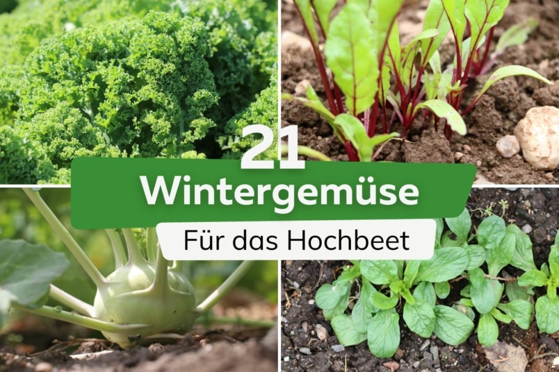 Wintergemüse für das Hochbeet