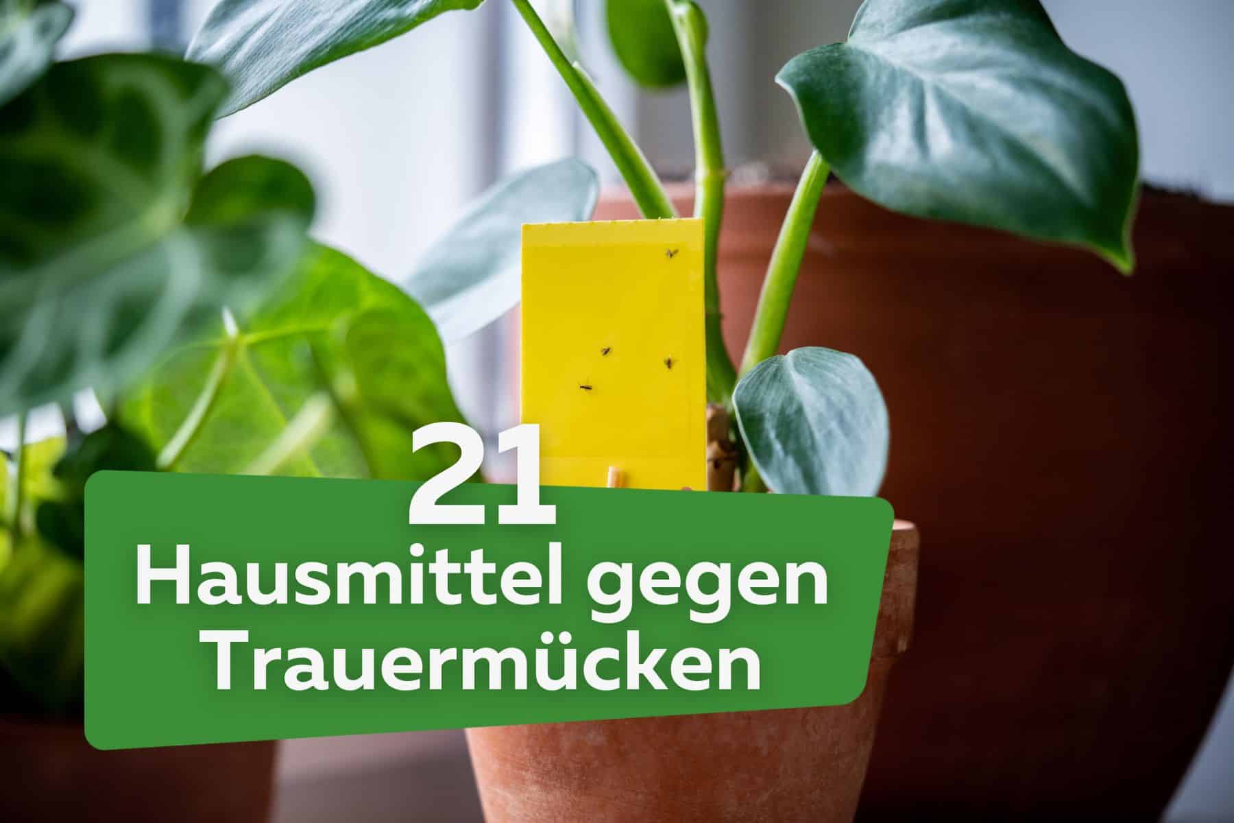 21 Hausmittel gegen Trauermücken: Kaffeesatz & Co