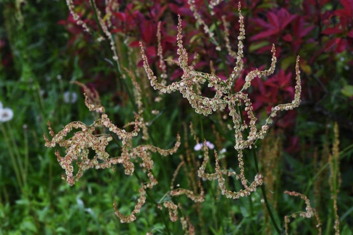 Ampfer (Rumex) im Pollenflugkalender