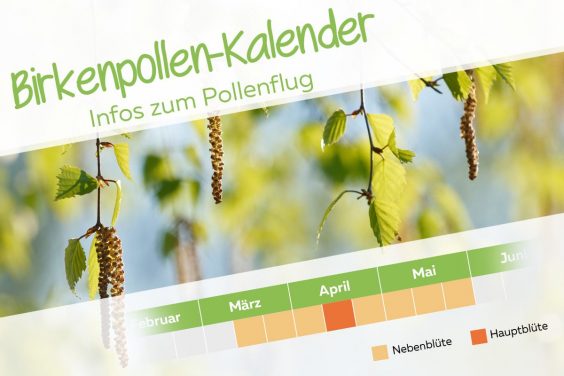 Birkenpollen Kalender - Titel