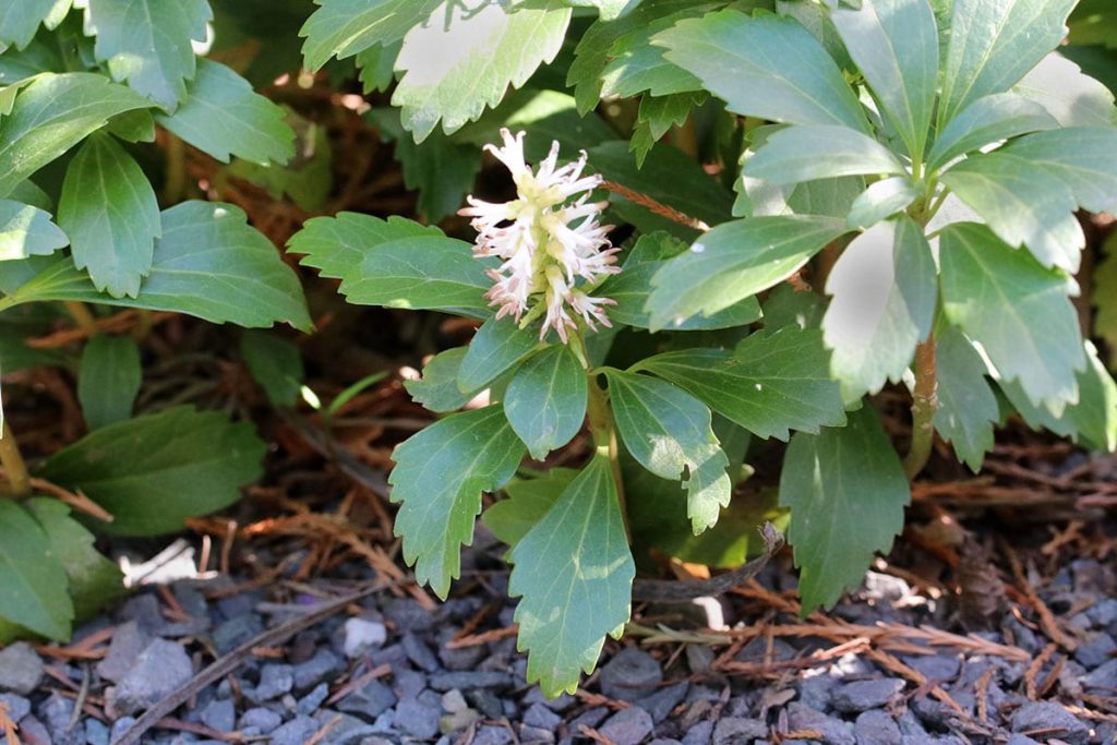 Dickmännchen (pachysandra terminalis), immergrüne Sträucher