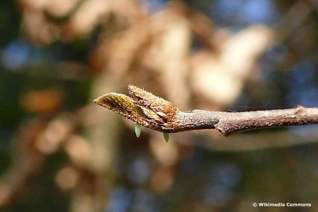 Insekteneier, Zitronenfalter