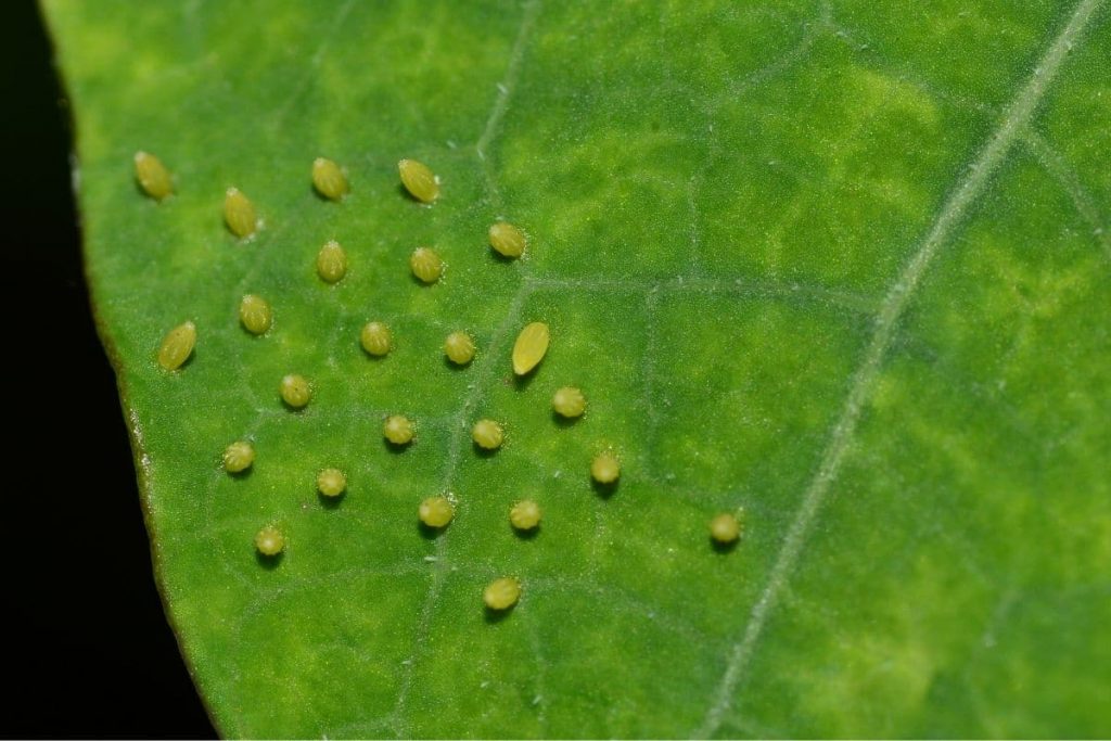 Kleiner Kohlweißling, Insekteneier