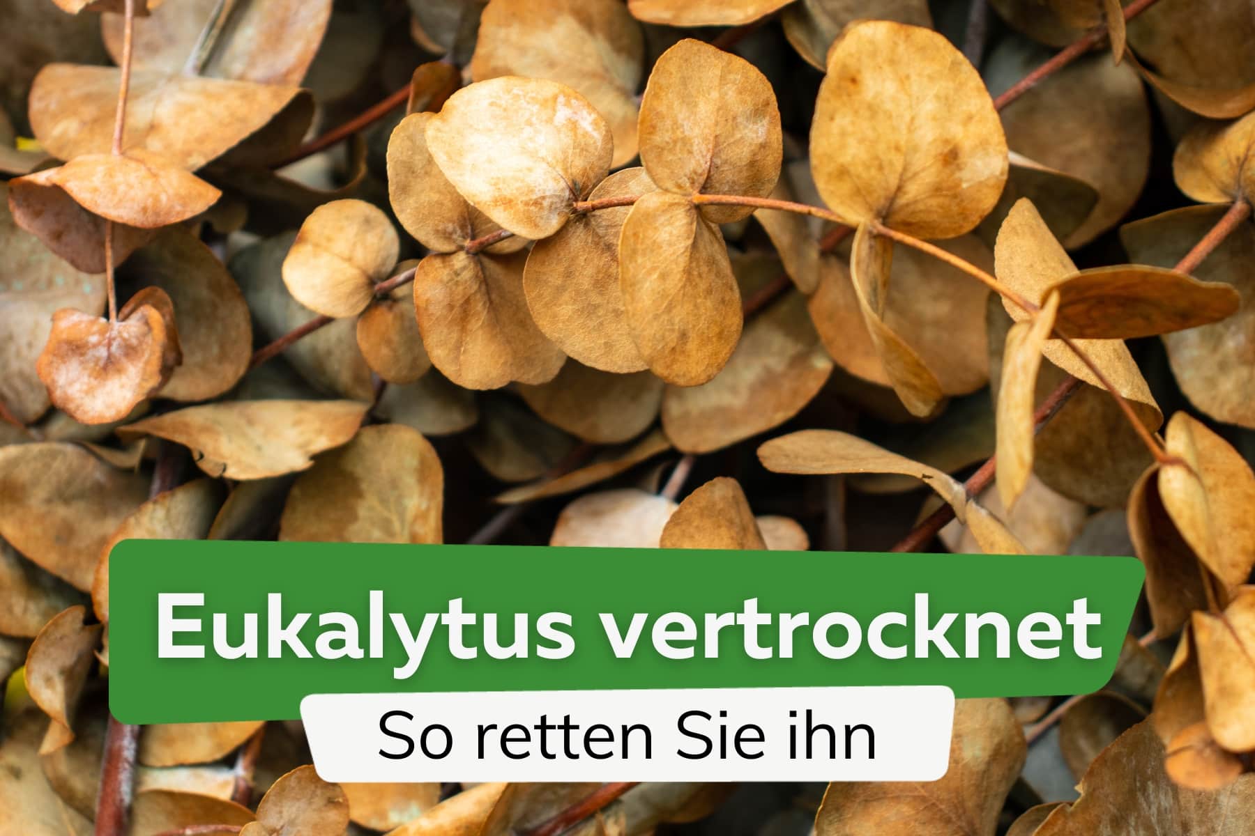 Eukalyptus mit vertrockneten Blättern