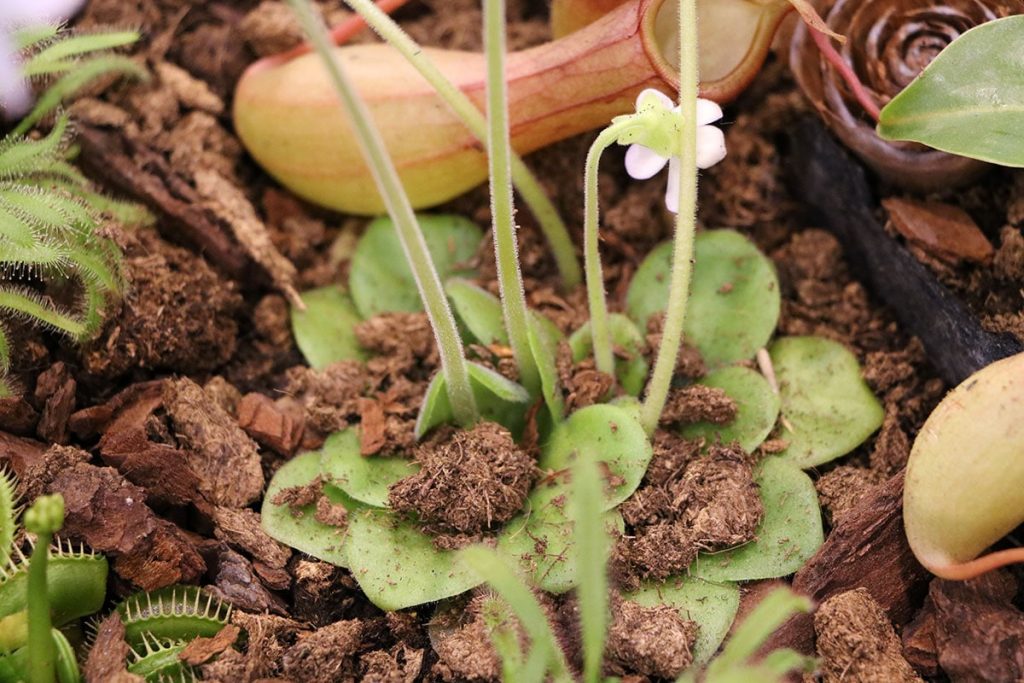 Fettkraut zur Bekämpfung von Trauermücken