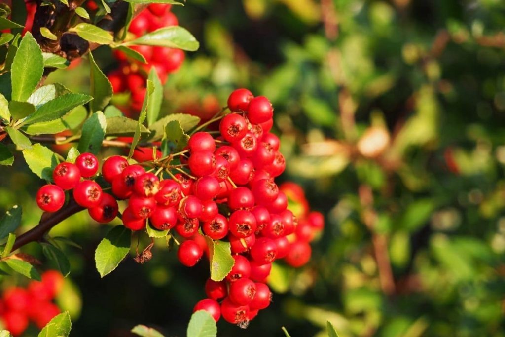 Feuerdorn (Pyracantha coccinea), immergrüne Sträucher